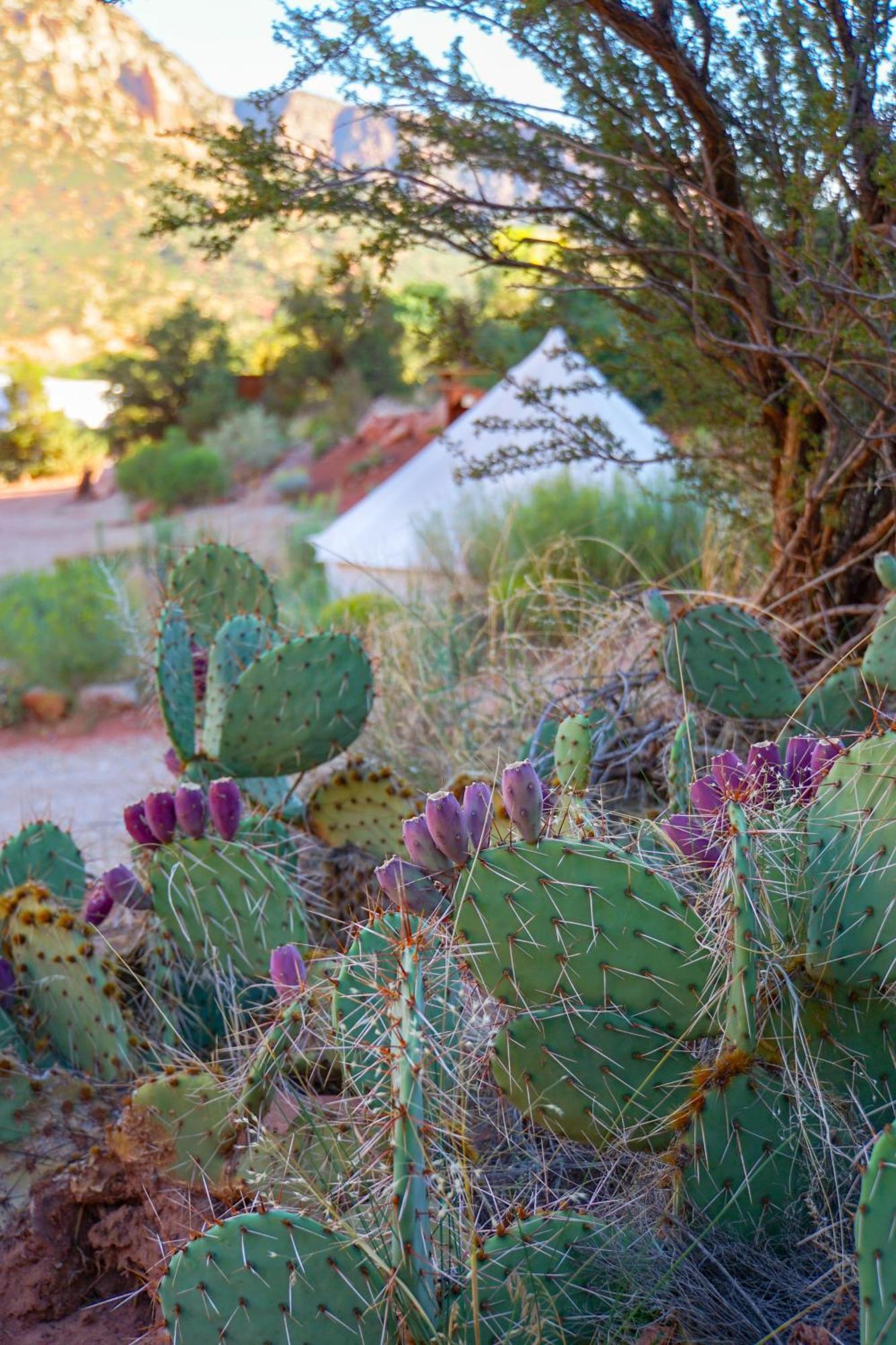 Zion Glamping Adventures Hotel Hildale Exterior photo